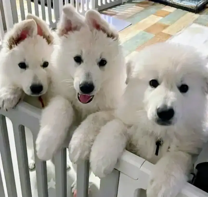 German Shepherd | White German Shepherd Puppy | Gsd Puppies For Sale