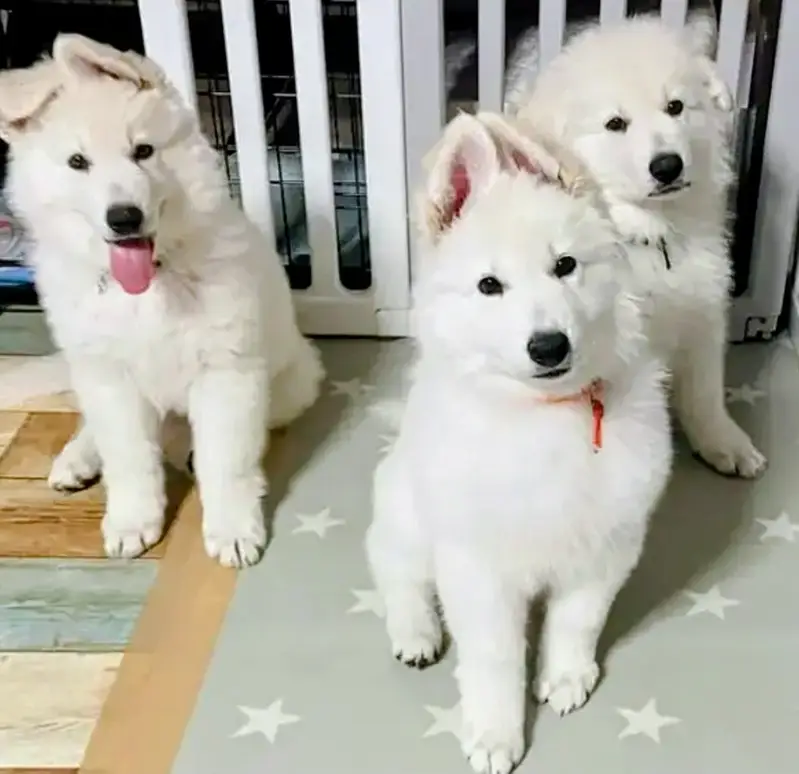 German Shepherd | White German Shepherd Puppy | Gsd Puppies For Sale — photo 2