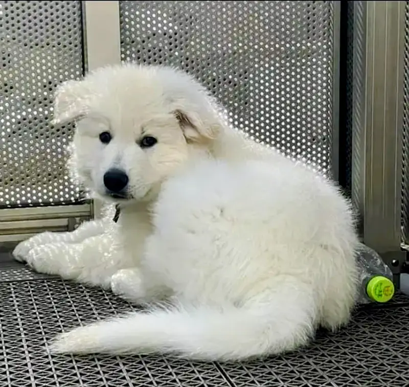 German Shepherd | White German Shepherd Puppy | Gsd Puppies For Sale — photo 3