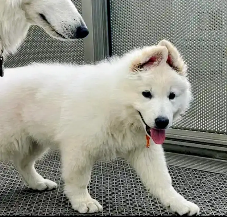 German Shepherd | White German Shepherd Puppy | Gsd Puppies For Sale — photo 4
