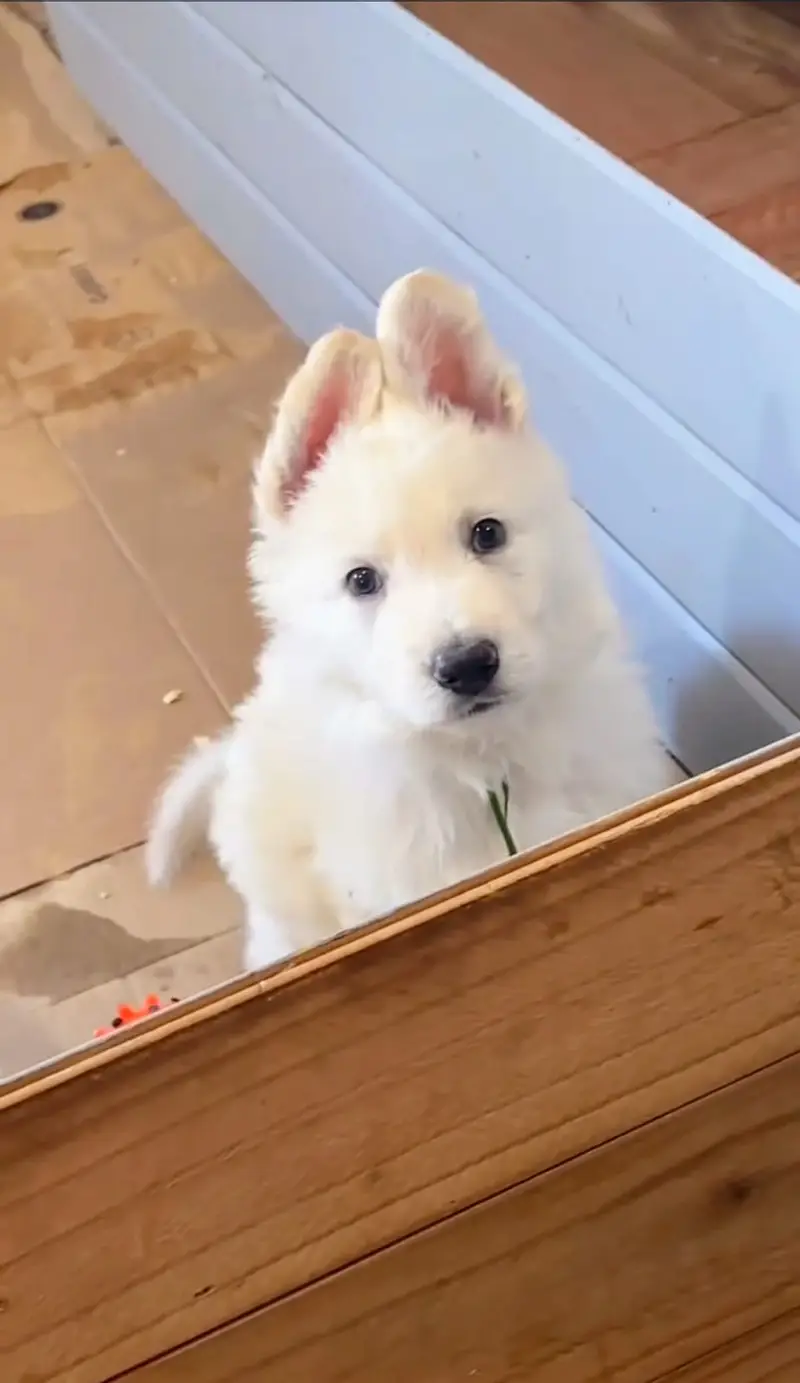 German Shepherd | White German Shepherd Puppy | Gsd Puppies For Sale — photo 5