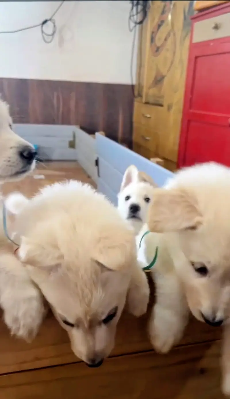 German Shepherd | White German Shepherd Puppy | Gsd Puppies For Sale — photo 6