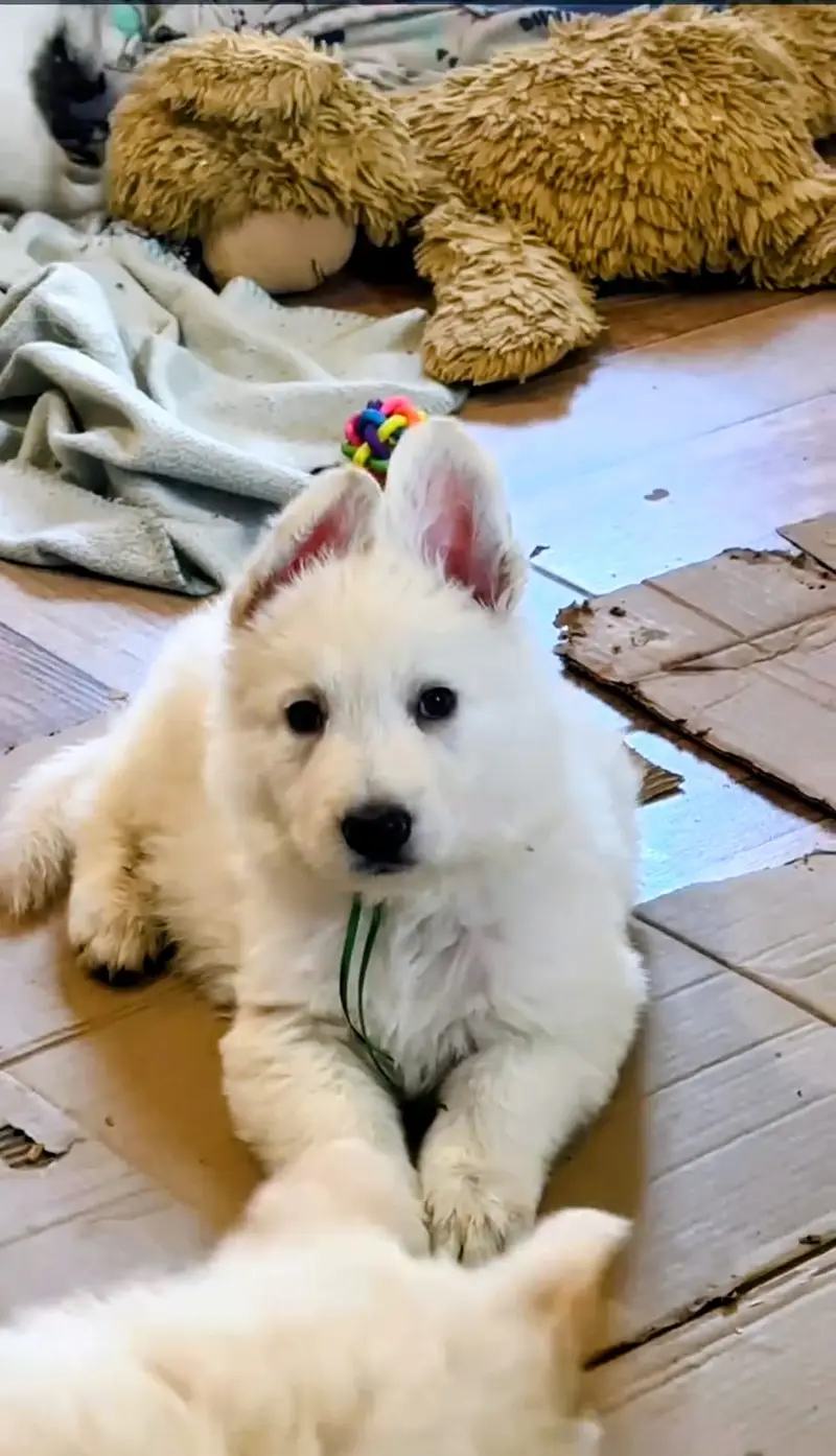 German Shepherd | White German Shepherd Puppy | Gsd Puppies For Sale — photo 7