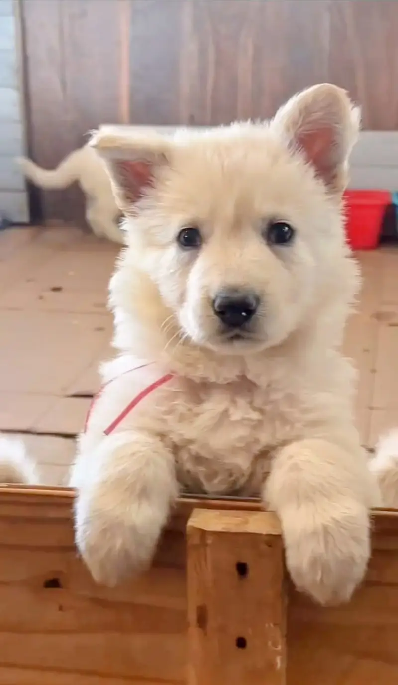 German Shepherd | White German Shepherd Puppy | Gsd Puppies For Sale — photo 8