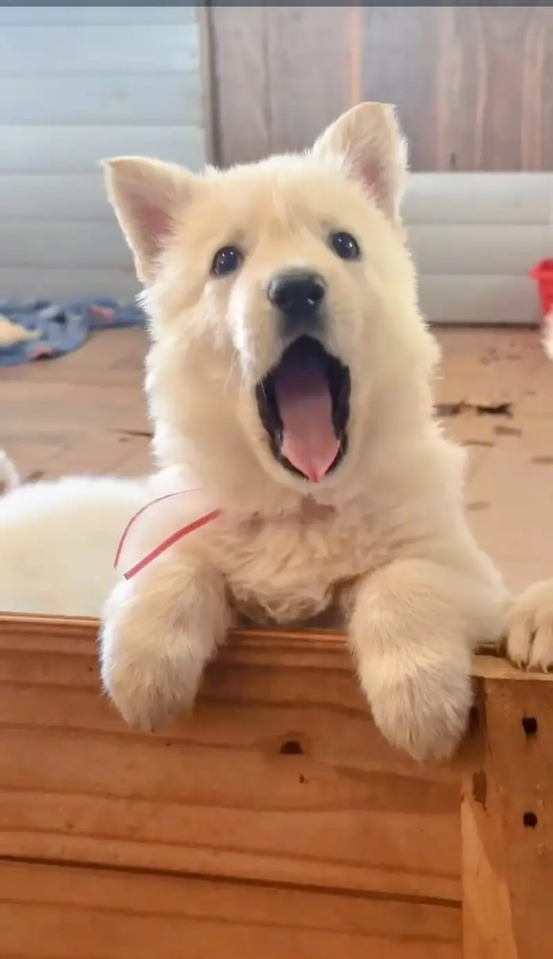 German Shepherd | White German Shepherd Puppy | Gsd Puppies For Sale — photo 9