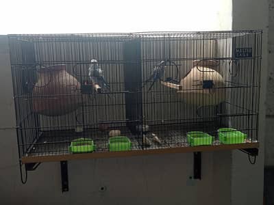 cage sael