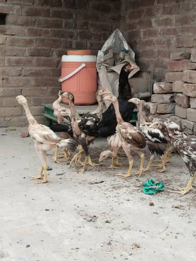 aseel chiks