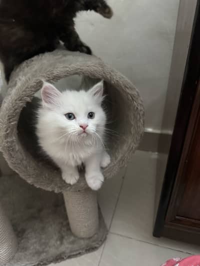 2 months old Persian dollface kittens