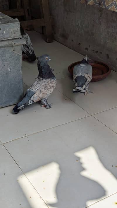 Oriental Frill pure old blood line pair.
