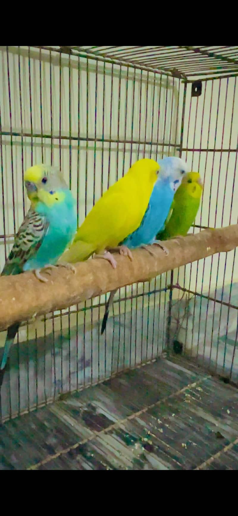Bujri 0