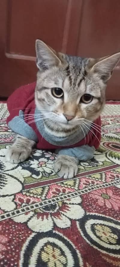 SAVANA CATS