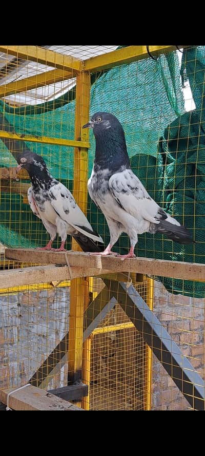 Teddy breeder birds