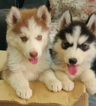 Siberian Husky Puppies