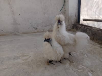 white Silkie Adult pair