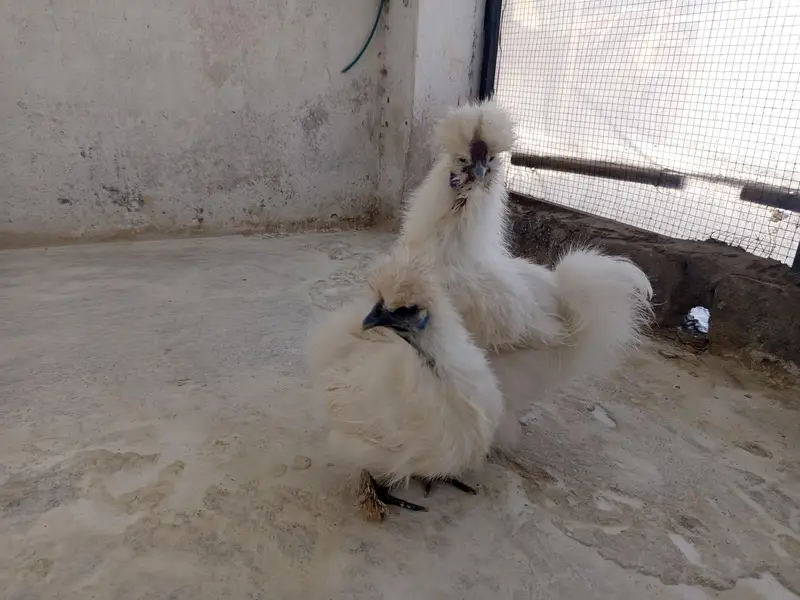 white Silkie Adult pair — photo 2