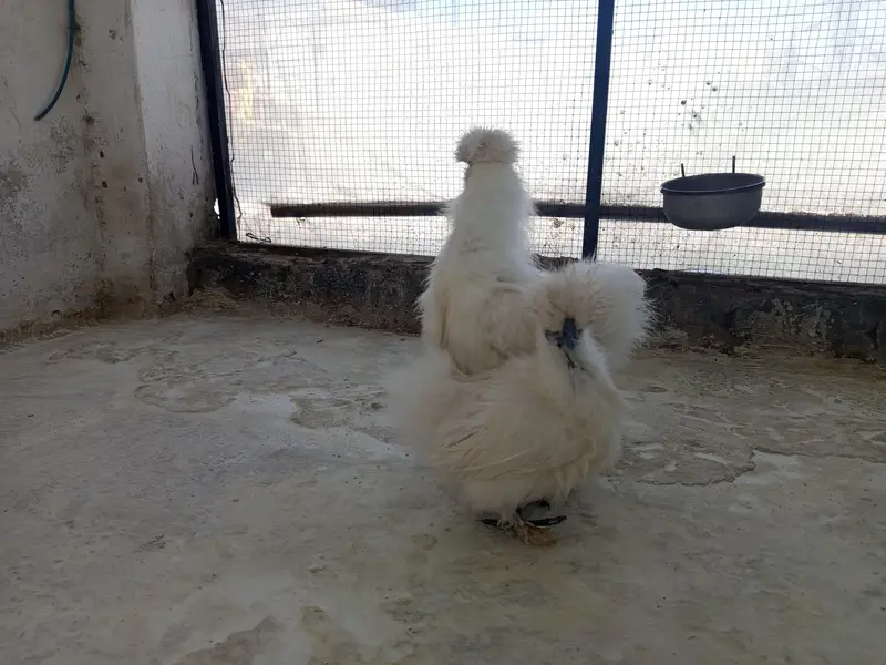 white Silkie Adult pair — photo 3