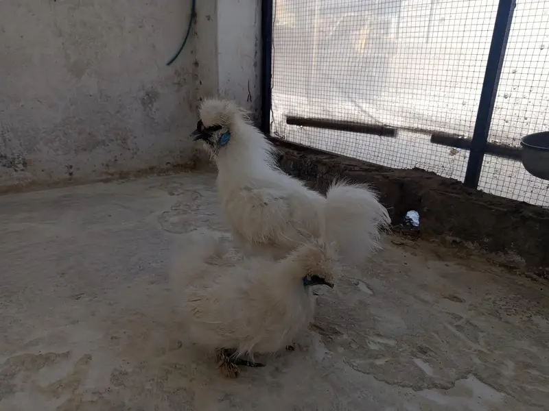 white Silkie Adult pair — photo 4