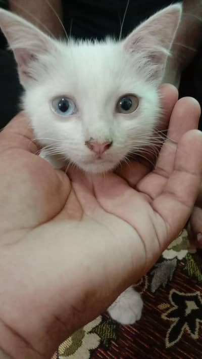 2 Double coated white kittens for sale