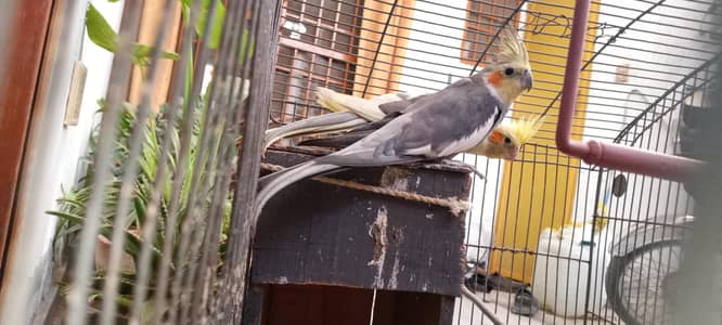 • Pet Lovers Ke Liye Behtareen Gift – Beautiful Cockatiel Pair