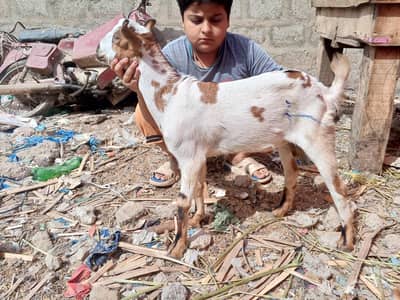 Munda Tedda breeder quality