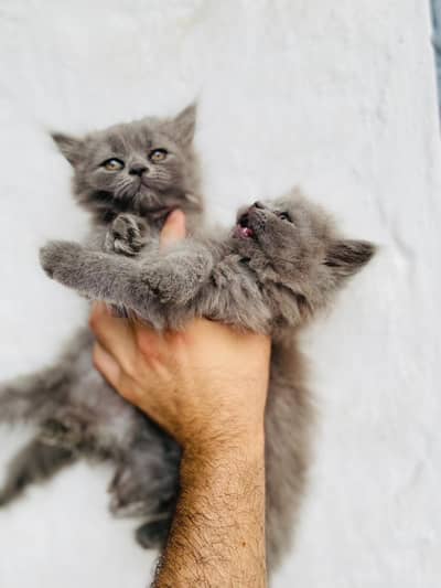 Persian