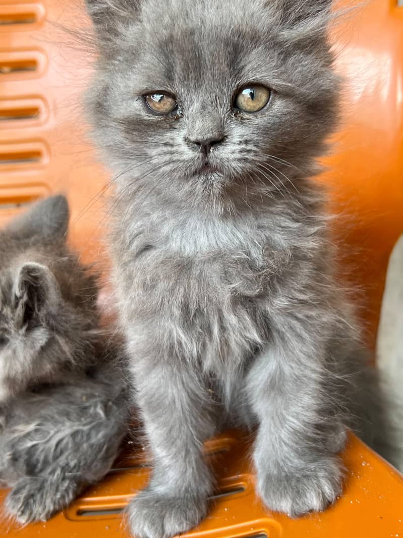 Persian 1