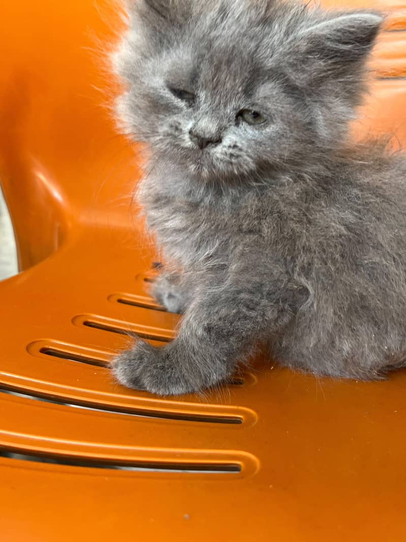 Persian 2