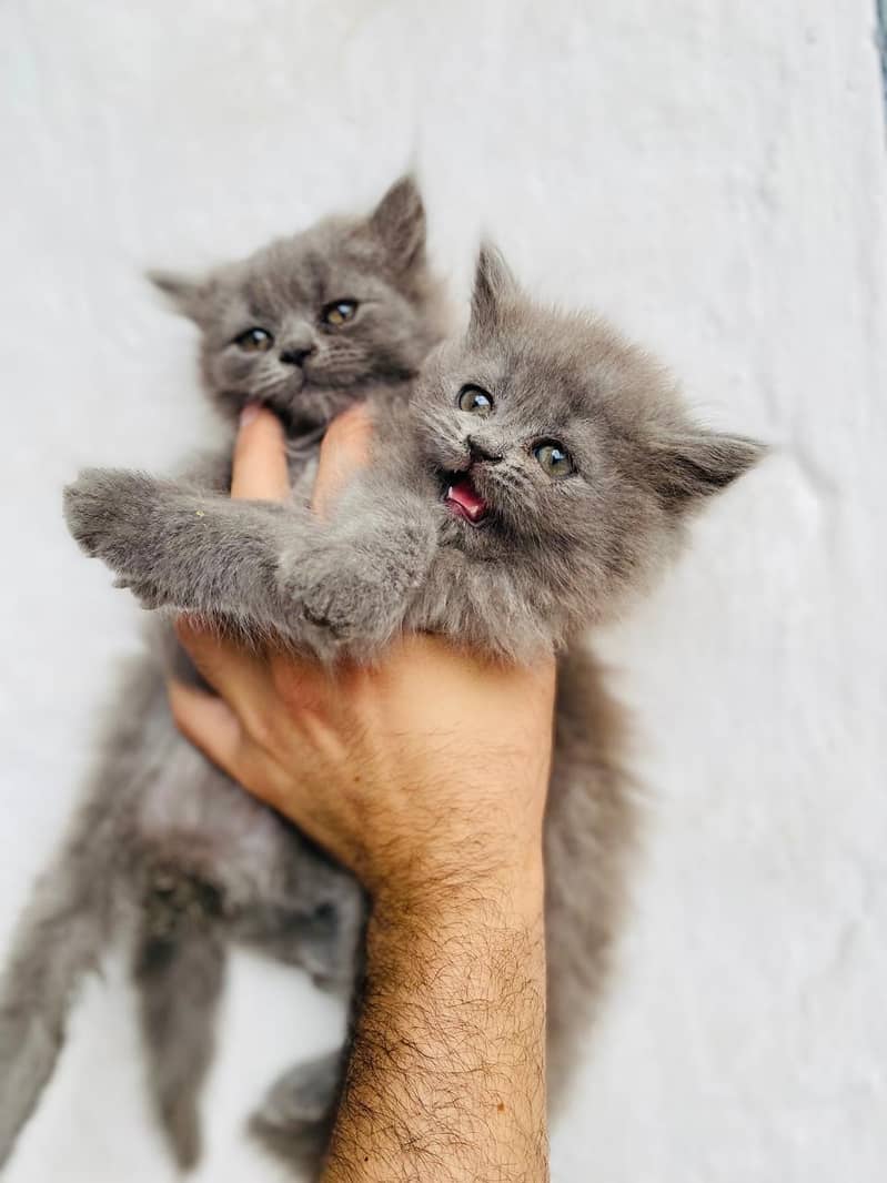 Persian 3
