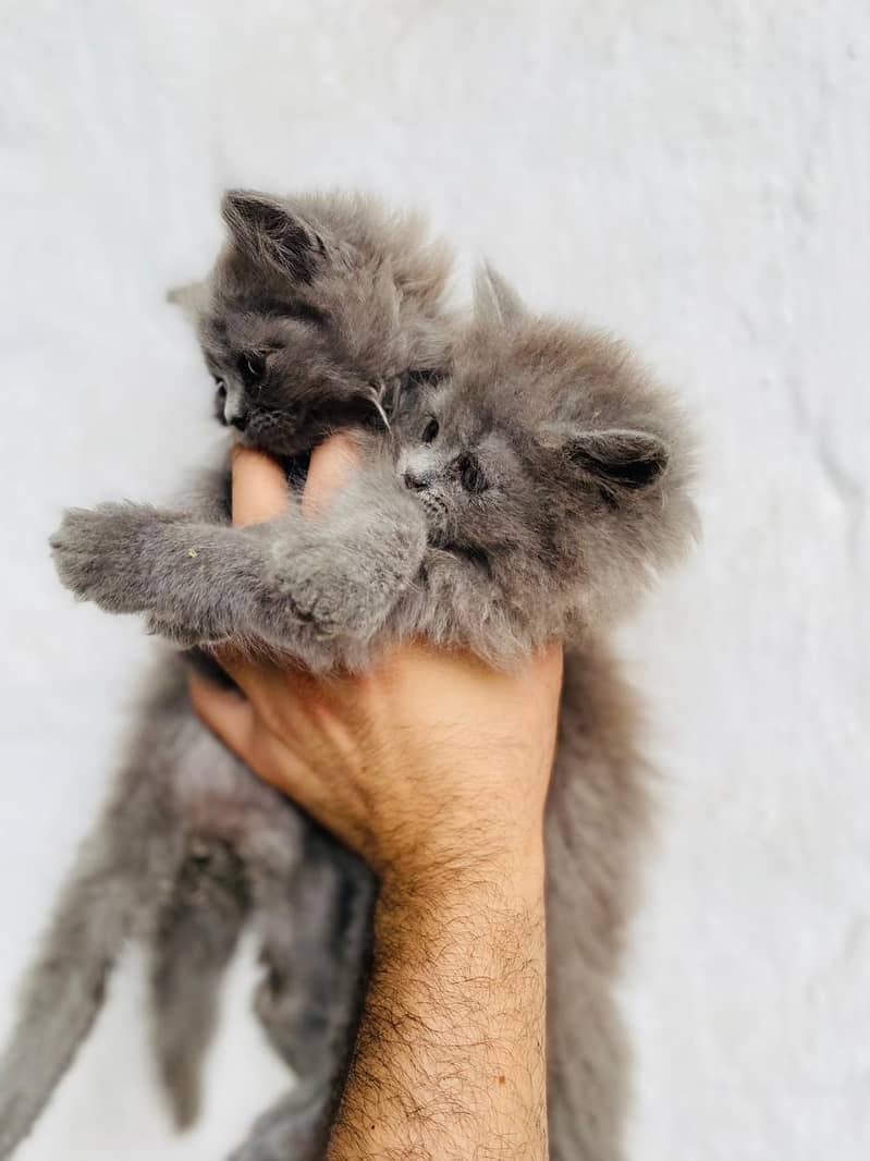 Persian 4