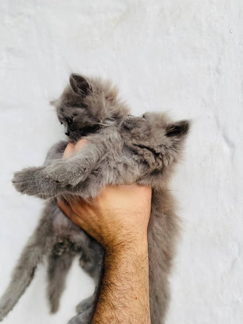 Persian 5