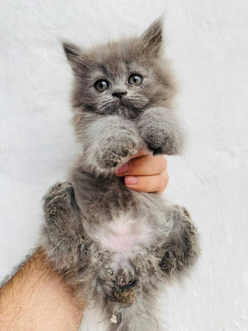 Persian 6
