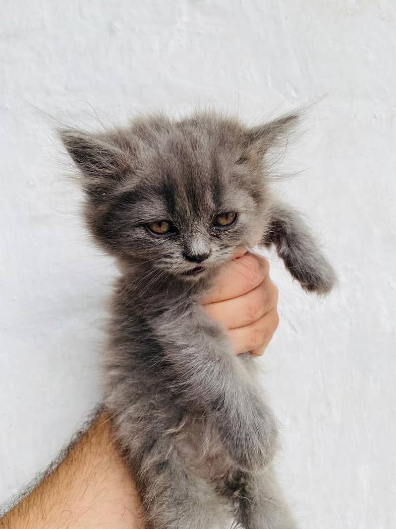 Persian 7