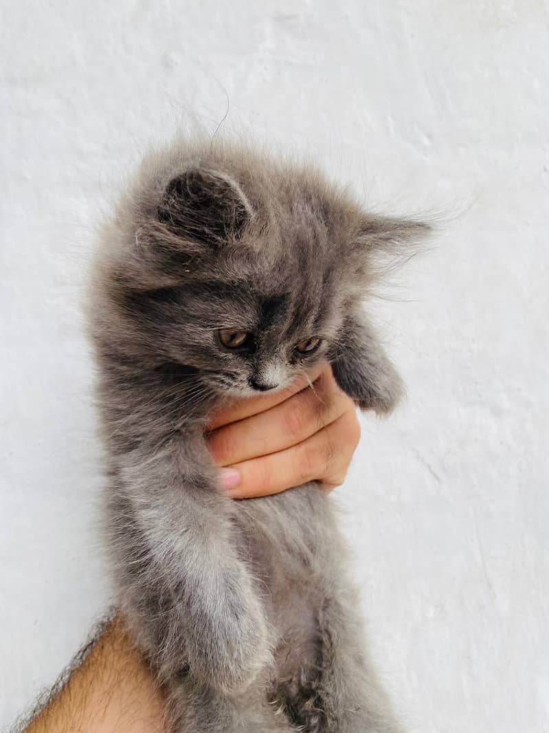 Persian 8