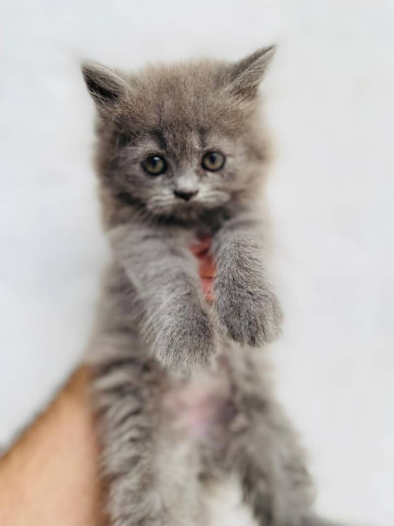 Persian 9