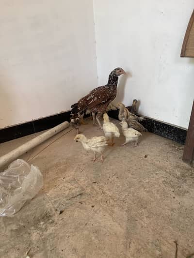 Aseel hen with ten chicks