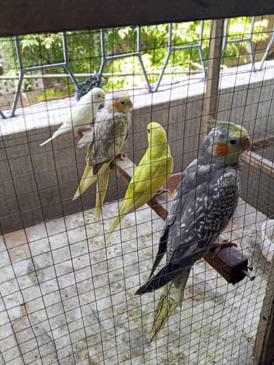 Cocktail and Australian bird for sale