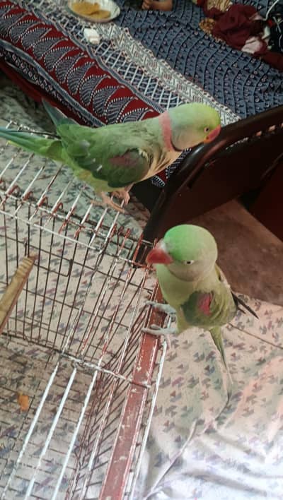 raw parrots pair