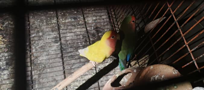 1 pair parlblue split 2 pair big size latino nd rossicoli breeder pair