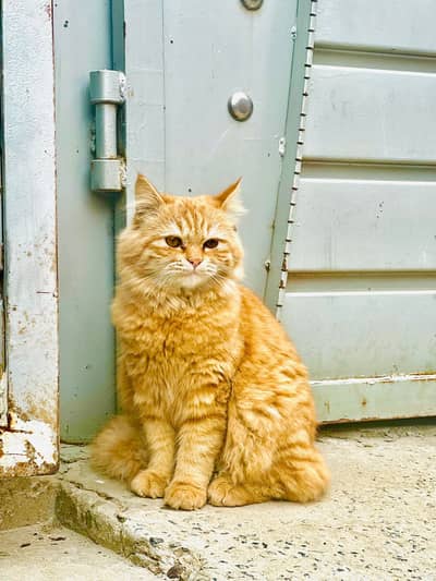 Persian double coat