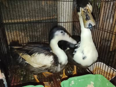 Ducks 