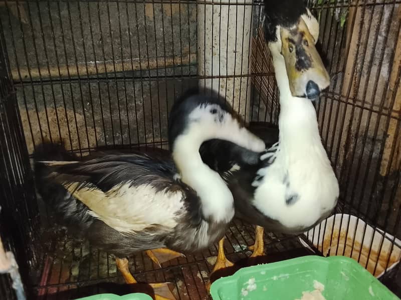 Ducks  0