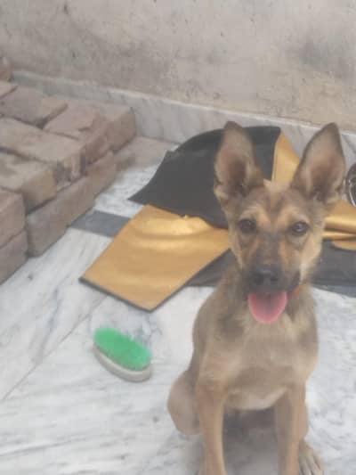 Bhagyari dog