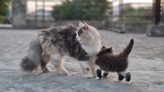 persian cat ,punch face ,grey and white
