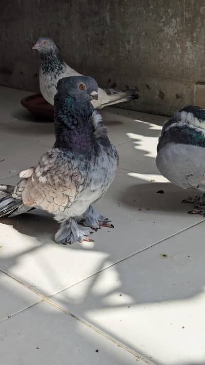 Oriental Frill pure old blood line pair.