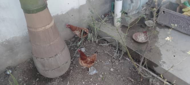 8 feemail 1  male golden misri 1 kg sy uper hai 1 or 6 murgi Andy wali