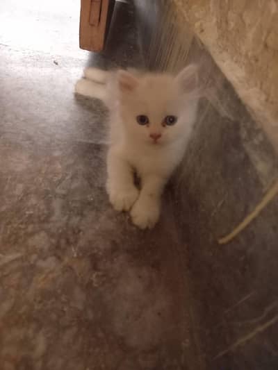 play full kitten available