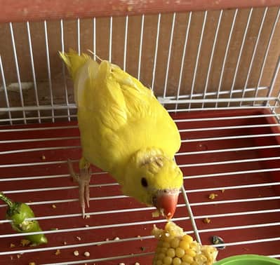 Yellow ringneck baby
