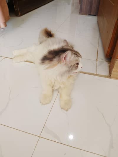 Persian cat for sell