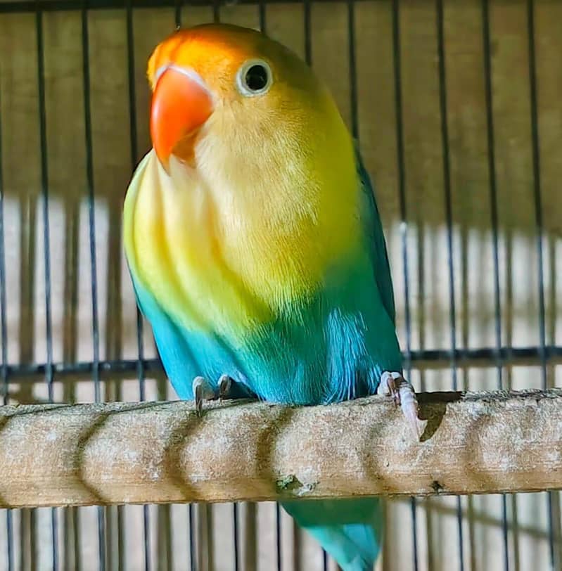 Palefallow Breeder Pair 0