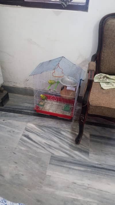 Birds pair with Cage parrot  and pinjra